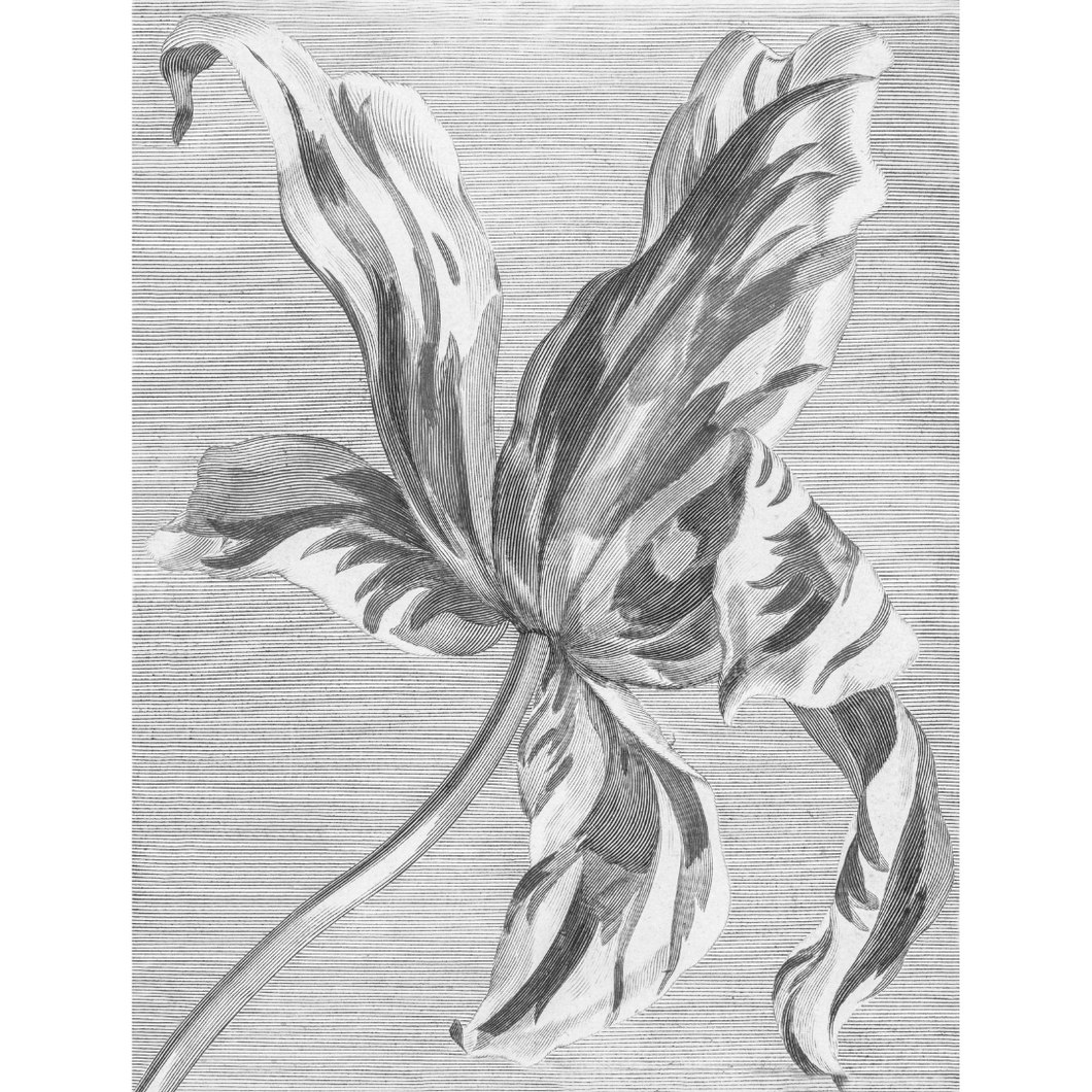 Tekening van een Tulp - Behang Paneel in Zwart en Wit